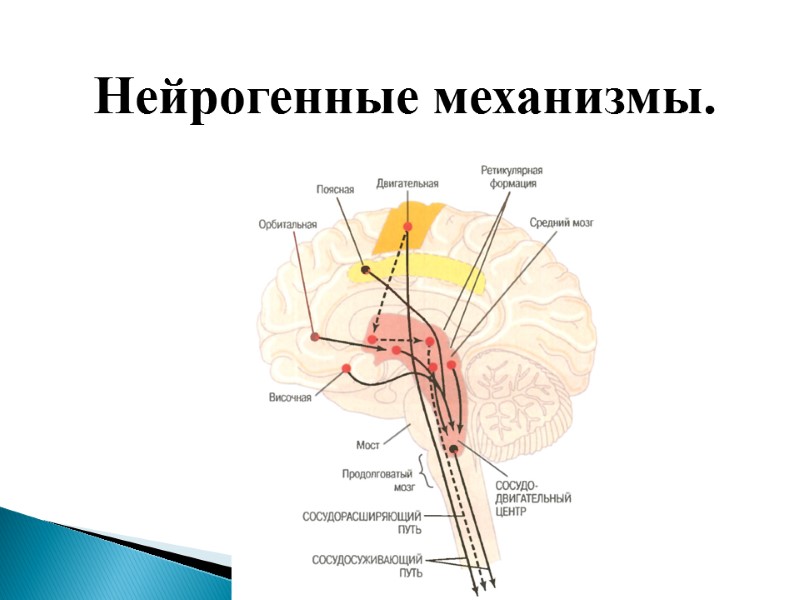 Нейрогенные механизмы.